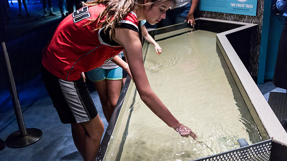 Georgia Aquarium