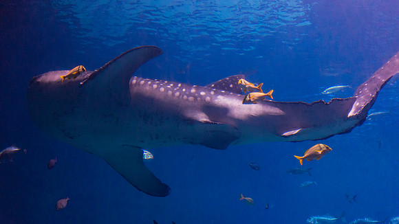 Georgia Aquarium