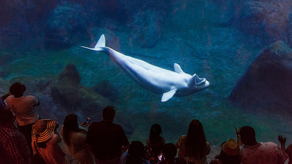 Georgia Aquarium