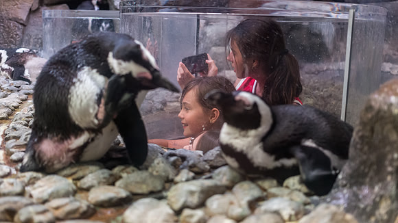 Georgia Aquarium