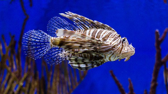 Georgia Aquarium