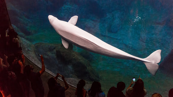Georgia Aquarium