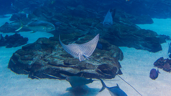 Georgia Aquarium