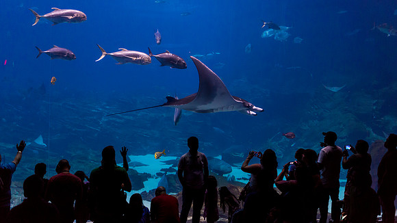 Georgia Aquarium