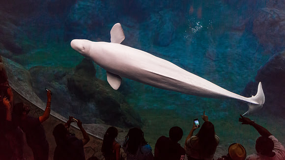 Georgia Aquarium