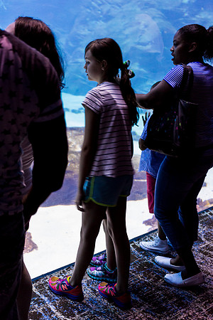 Georgia Aquarium