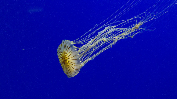 Georgia Aquarium