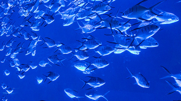 Georgia Aquarium