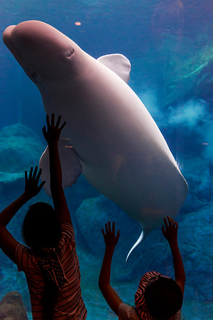 Georgia Aquarium
