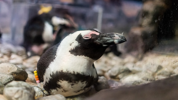 Georgia Aquarium