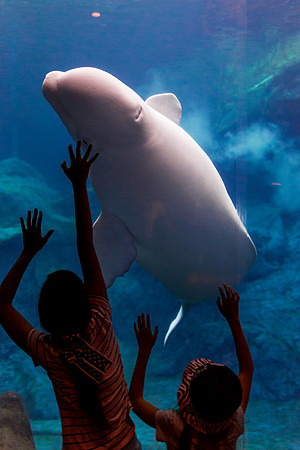 Georgia Aquarium