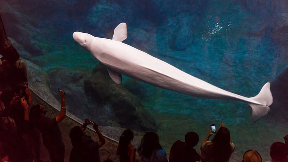 Georgia Aquarium