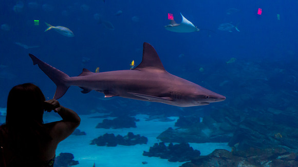 Georgia Aquarium