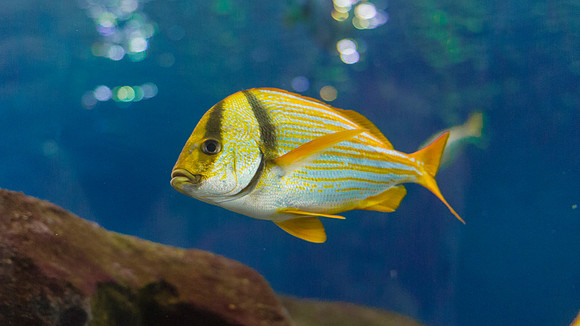 Georgia Aquarium