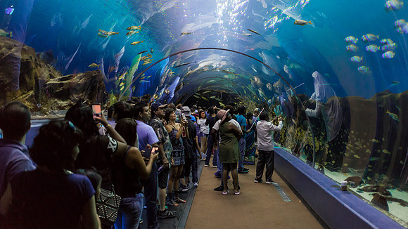 Georgia Aquarium